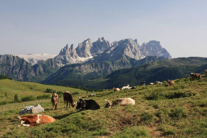 Hotel Stella Alpina Falcade Bagian luar foto